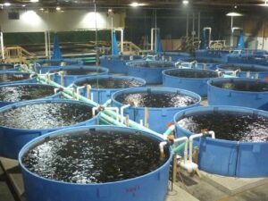 Fish Farming Business In Nigeria