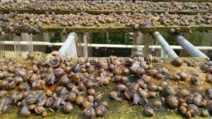 Snail Farming