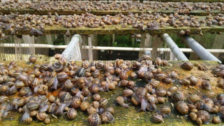 Snail Farming